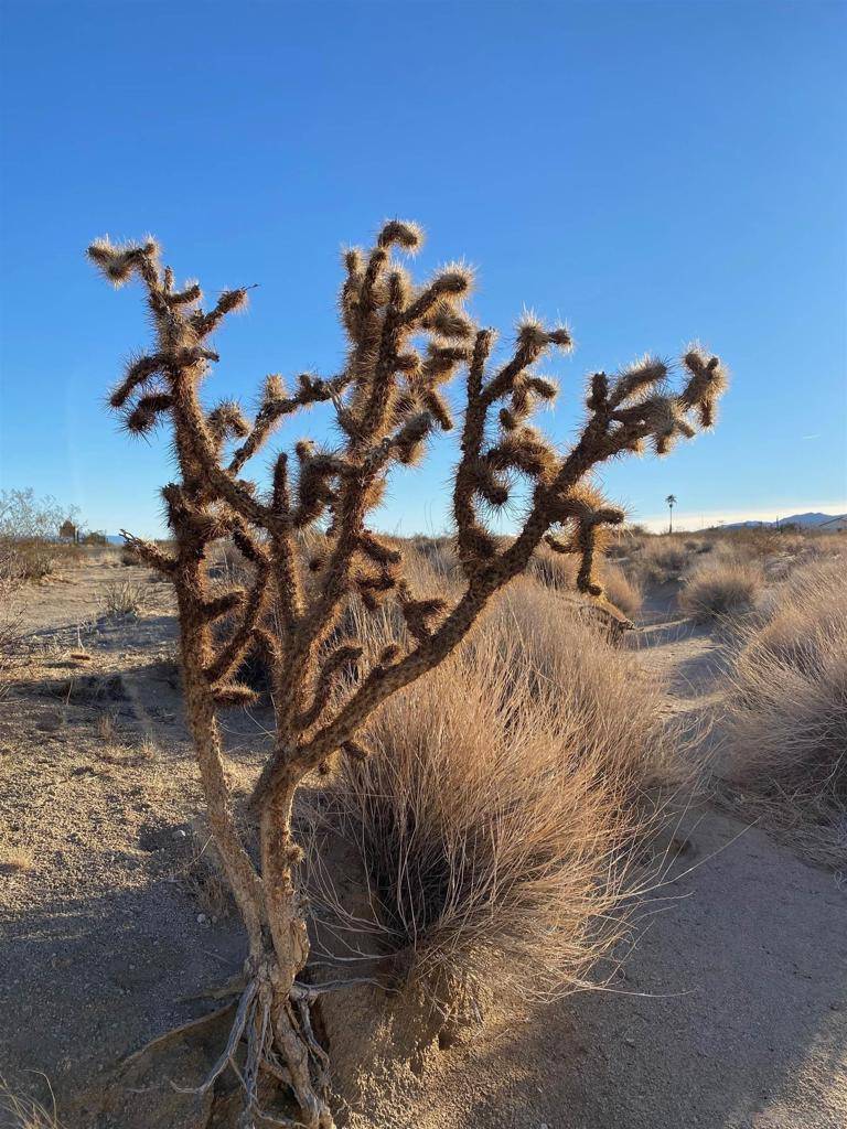 Joshua Tree, CA 92252,29 Palms HWY