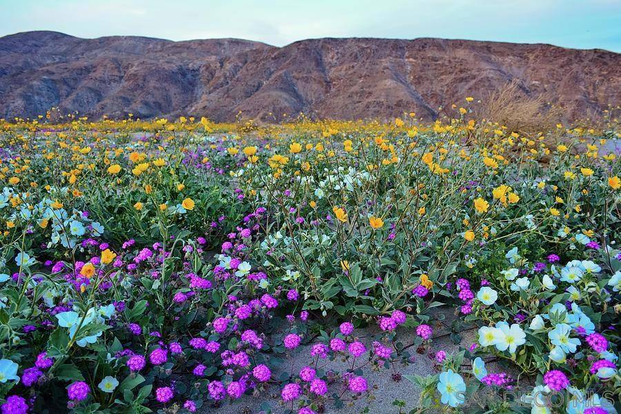 Borrego Springs, CA 92004,0 Palm Canyon Dr.