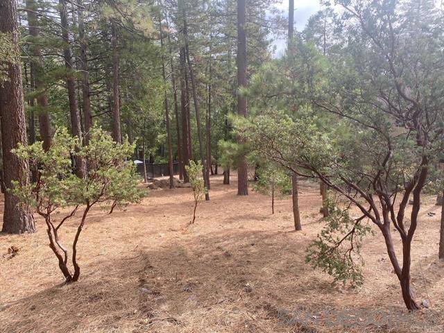 Idyllwild, CA 92549,0 BIG PINE