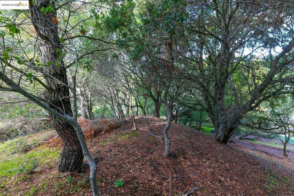 Orinda, CA 94563,26 Lucille Way