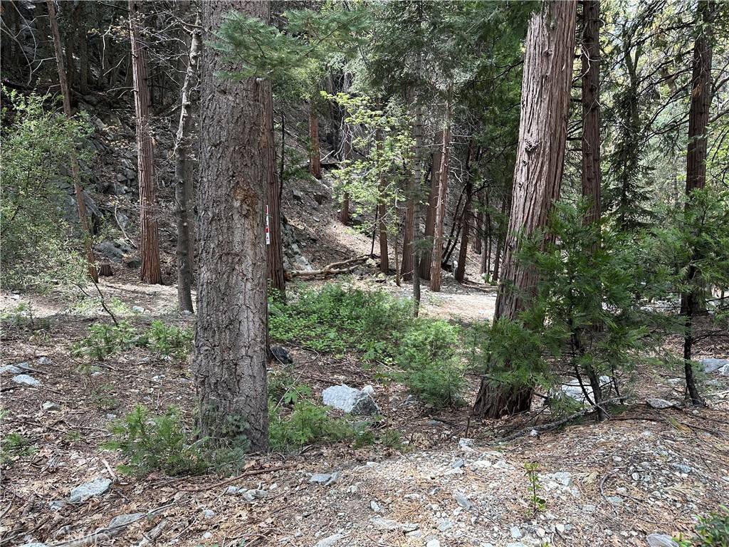 Forest Falls, CA 92339,0 Canyon DR