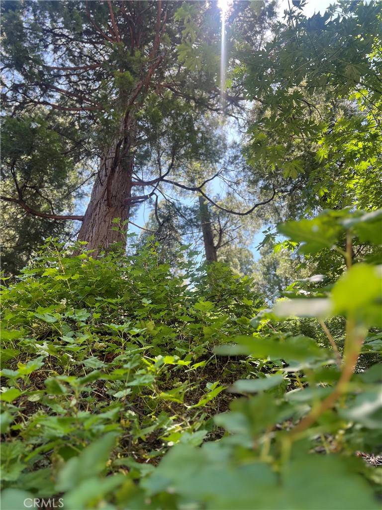 Crestline, CA 92325,0 Nesthorn