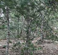 Crestline, CA 92325,0 Altdorf DR