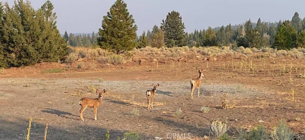 Alturas, CA 96101,10 Basin and Helms RD