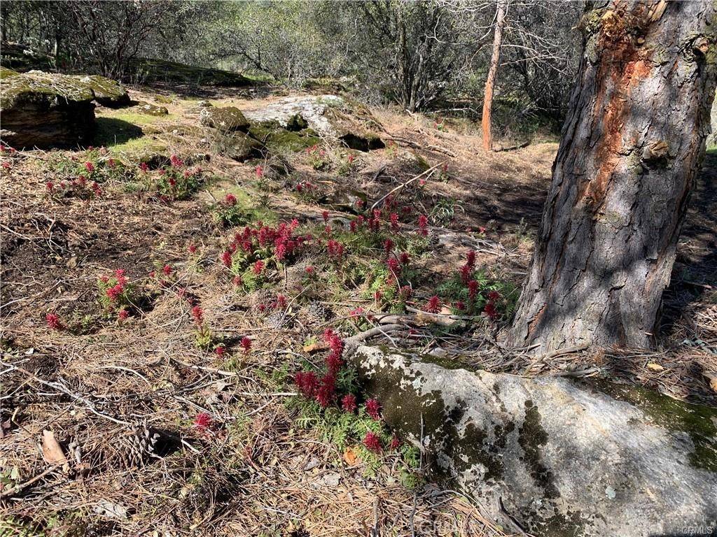 Coarsegold, CA 93614,1234 Quartz Mountain