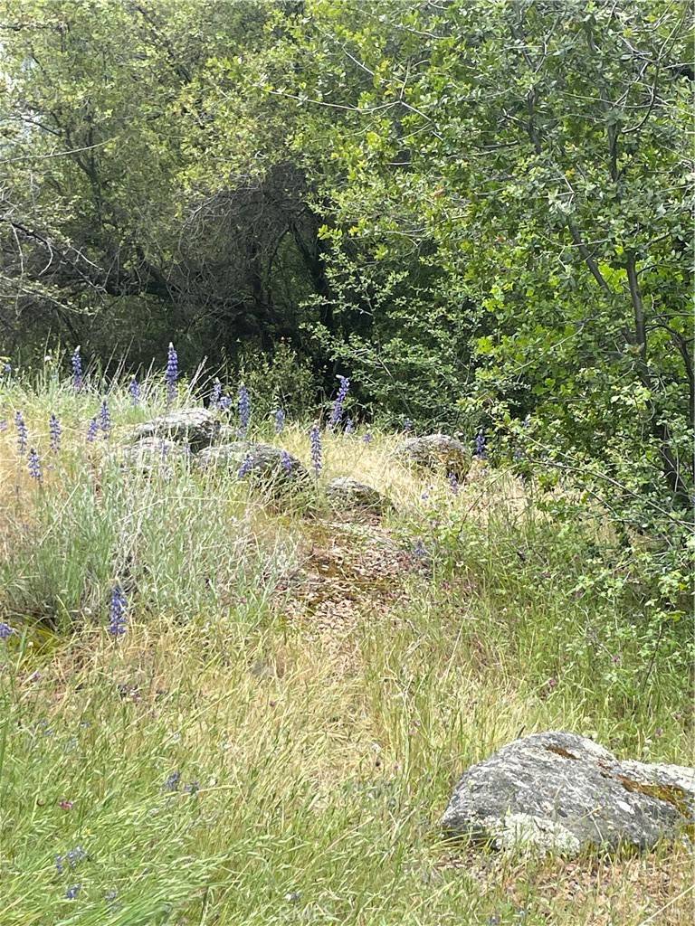 Oakhurst, CA 93644,50034 Golden Horse DR