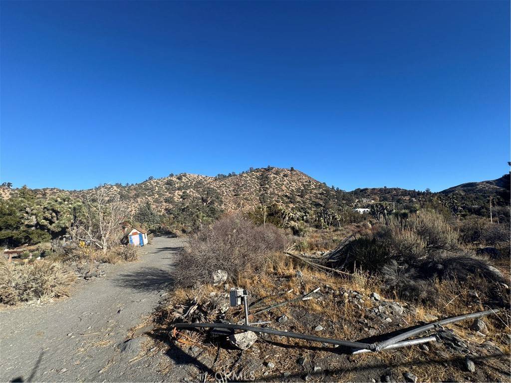 Wrightwood, CA 92397,0 Buckwheat