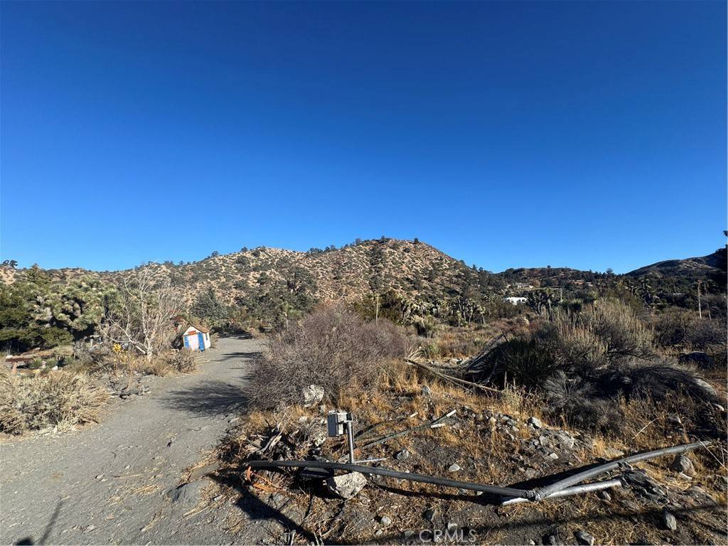 Wrightwood, CA 92397,0 Buckwheat