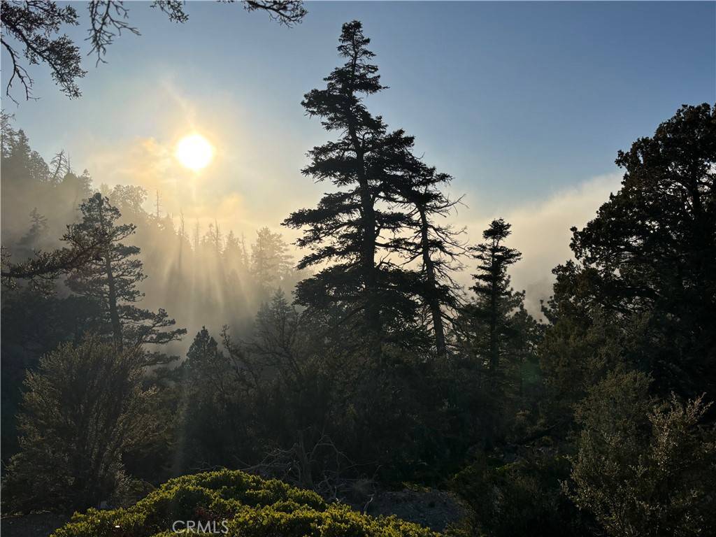 Angelus Oaks, CA 92305,0 Ironwood