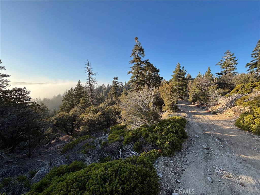 Angelus Oaks, CA 92305,0 Ironwood