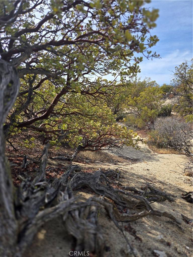 Anza, CA 92539,61400 Indian Paint Brush RD