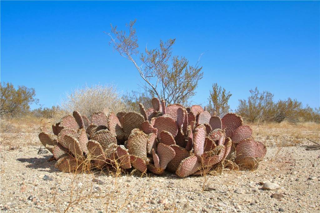 Joshua Tree, CA 92252,0 Moonlight Mesa AVE
