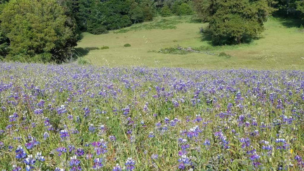 Santa Cruz, CA 95060,831 Smith Grade