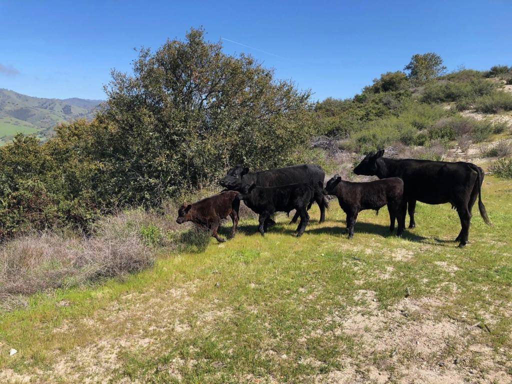 Carmel Valley, CA 93924,Creek Ranch, Carmel Valley RD