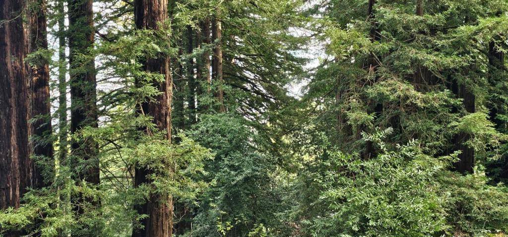 Woodside, CA 94062,27 Big Tree WAY