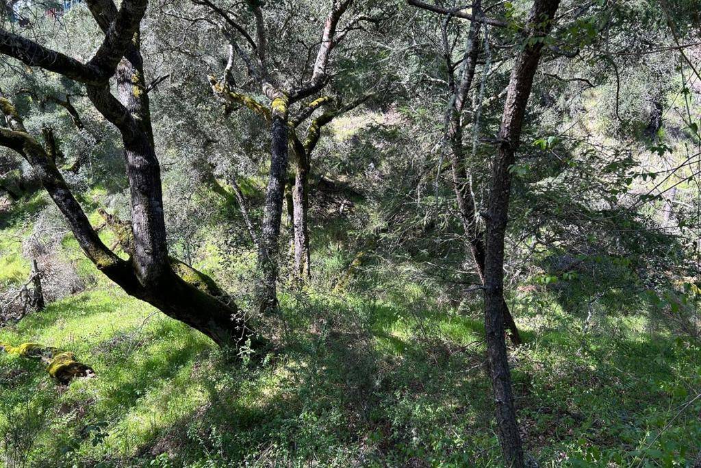 Ben Lomond, CA 95005,0 Marion AVE