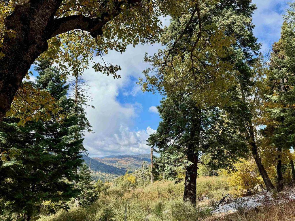 Palomar Mountain, CA 92060,10 Acres Greenfield WAY