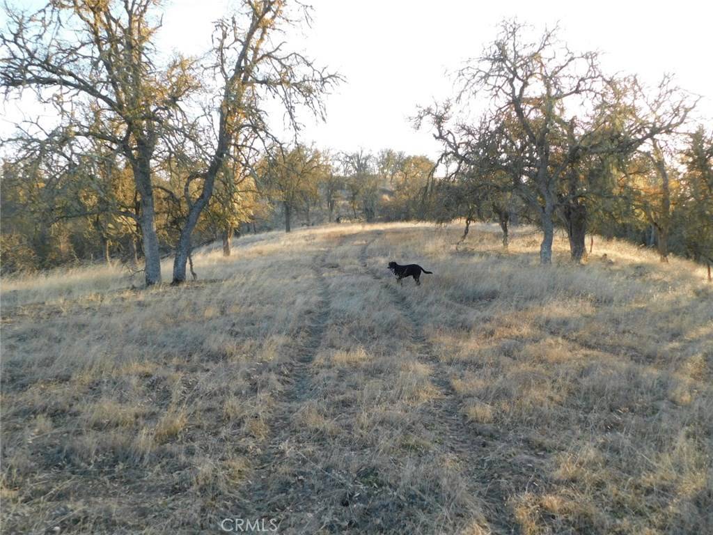 Creston, CA 93432,6675 Golden Pheasant