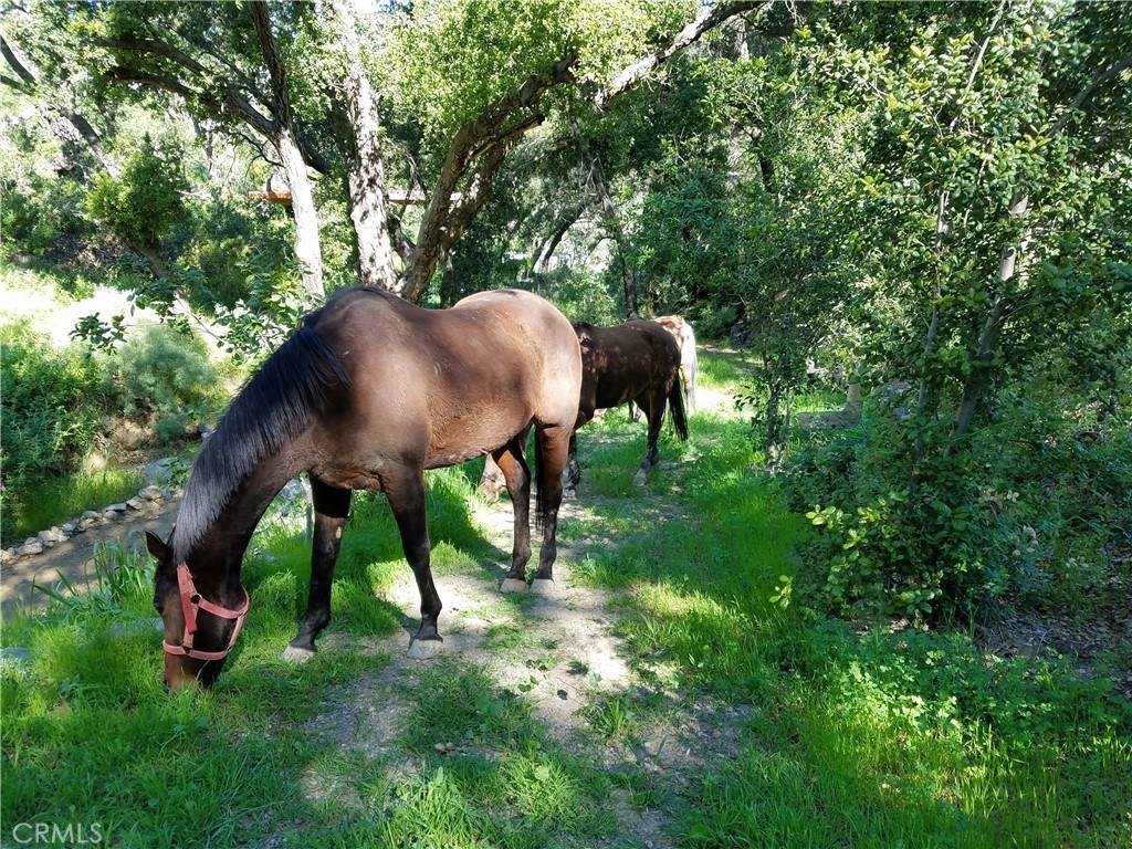 Silverado Canyon, CA 92676,28570 Williams Canyon RD