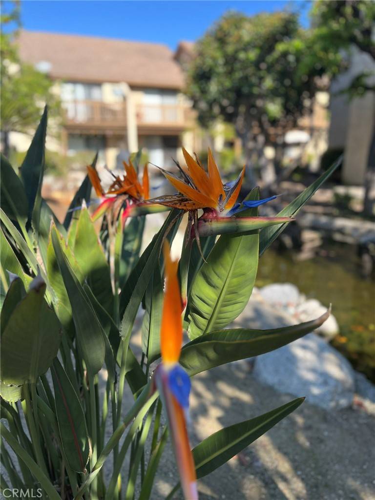 Irvine, CA 92618,461 Orange Blossom