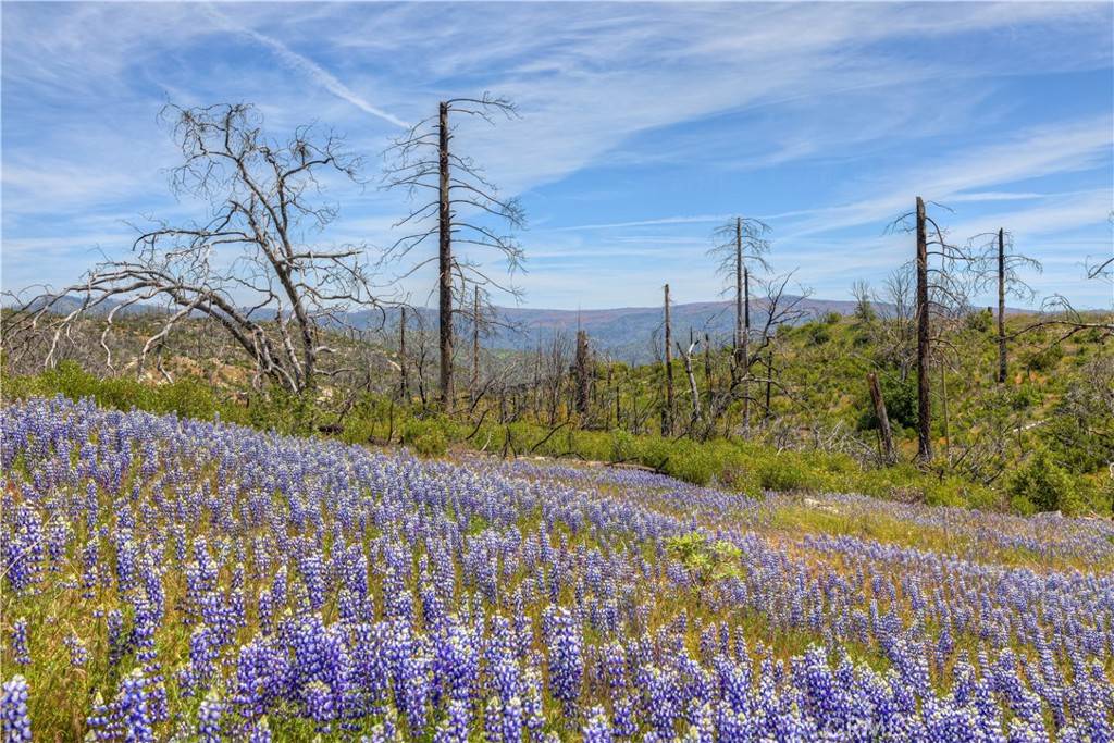 Oroville, CA 95916,0 Harrison Springs RD