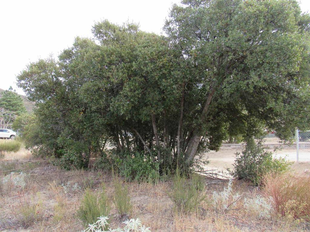 Campo, CA 91906,18 .15 ac Buckman Springs RD