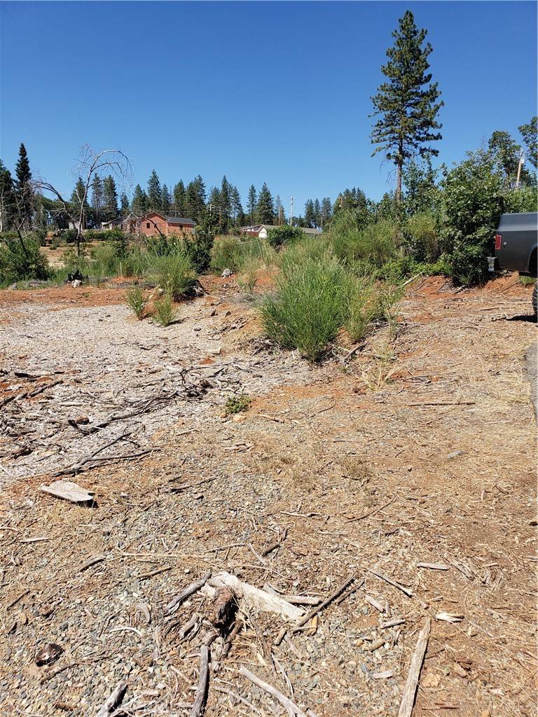 Paradise, CA 95969,1591 Grey Squirrel