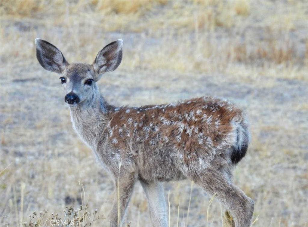 Tehachapi, CA 93561,21806 Mariposa RD