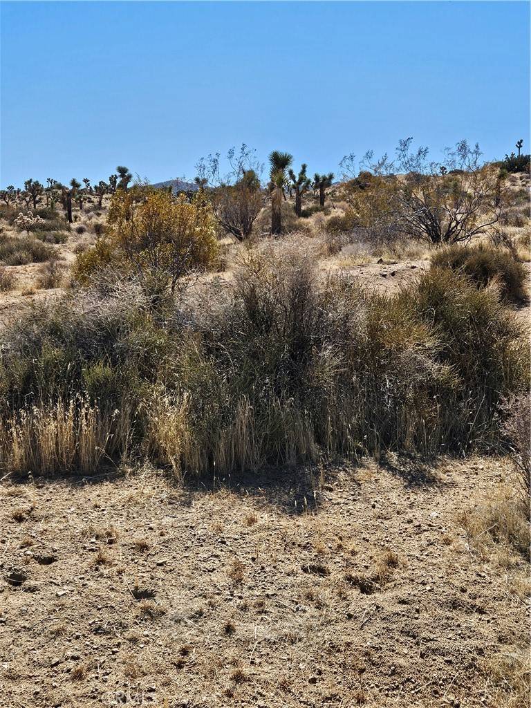 Yucca Valley, CA 92284,0 Del Monte