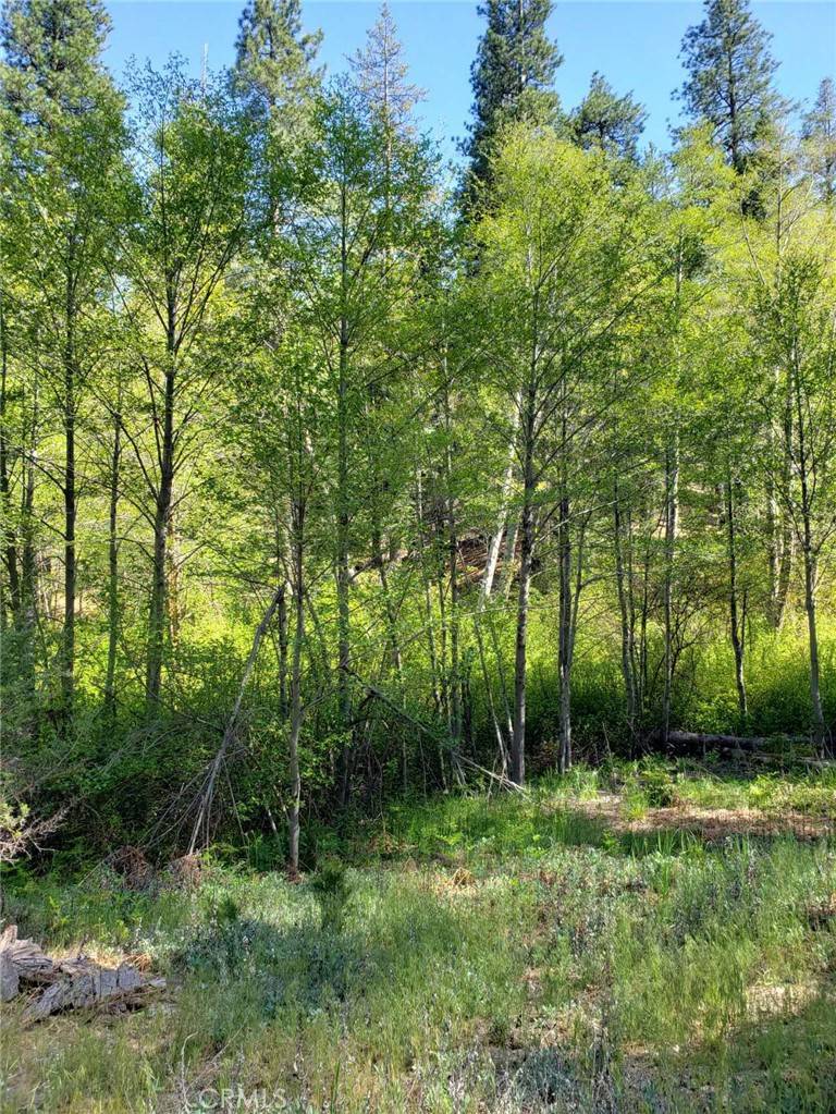 Cedar Glen, CA 92321,29531 Little Bear Creek RD
