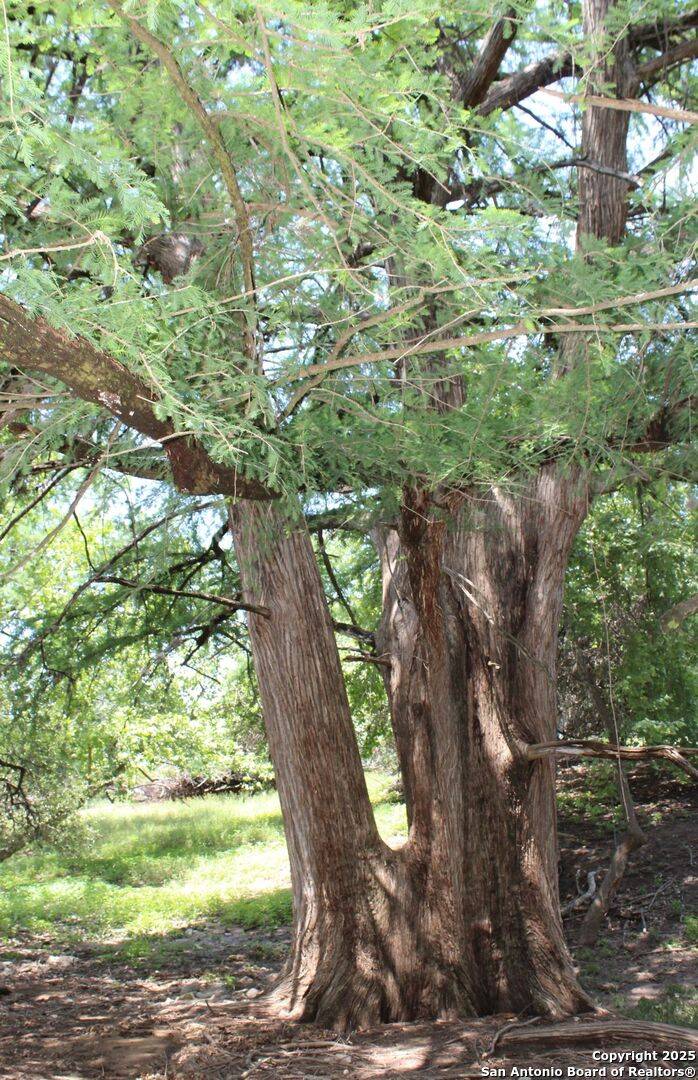 Sisterdale, TX 78006,149 Bloodhound