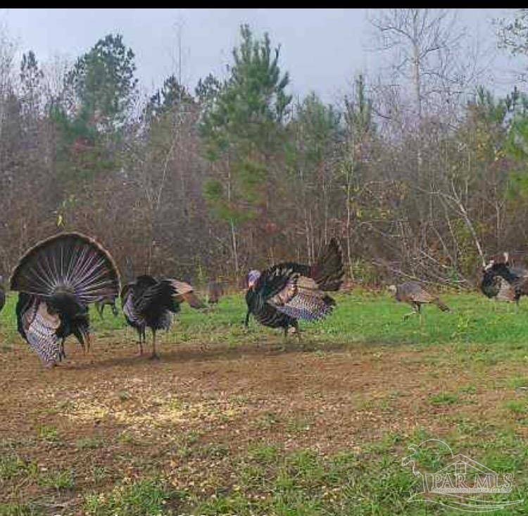 Vredenburgh, AL 36481,000 Apple Grove Rd