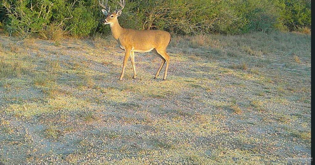 Benavides, TX 78341,0 CR 284 RD