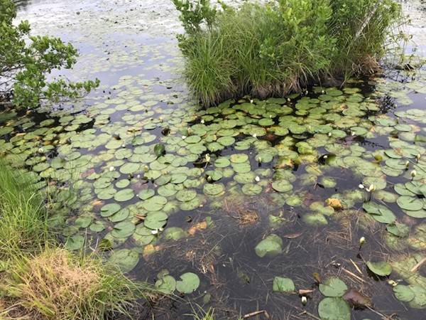 Plympton, MA 02367,0 Prospect Road - Lot 3