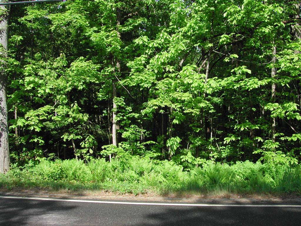 Princeton, MA 01541,Lot 1 East Princeton Road