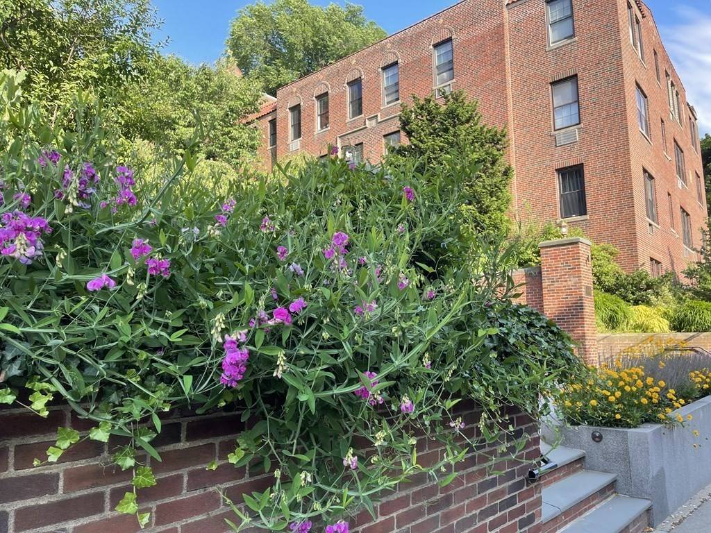 Brookline, MA 02445,311 Tappan Street #1