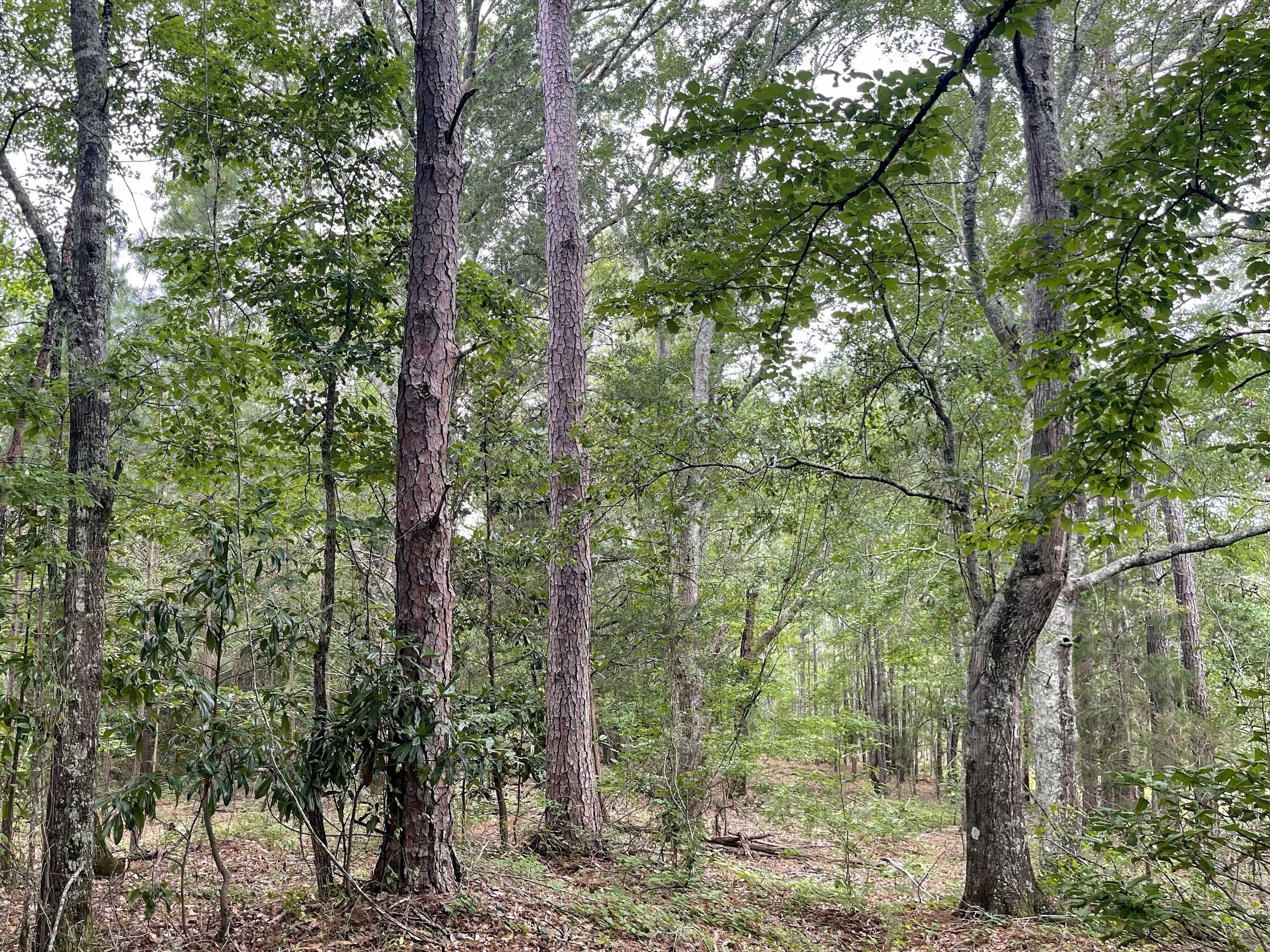 Greenville, GA 30222,0 Terrell RD #6.62 ACRES