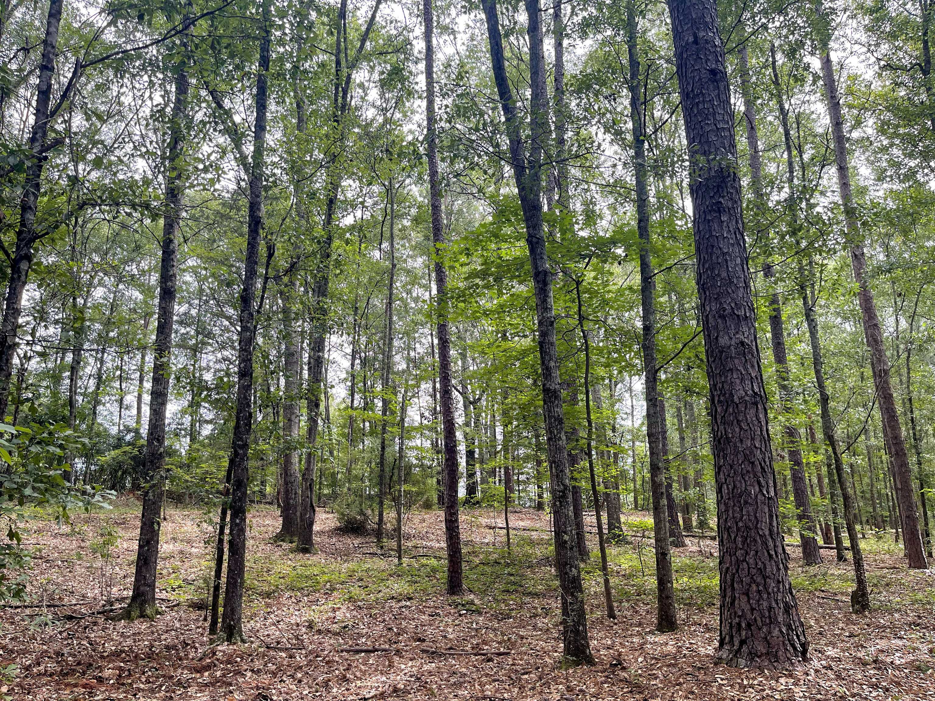 Greenville, GA 30222,0 Terrell RD #6.62 ACRES