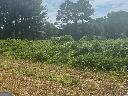 Commerce, GA 30530,56 +/- Acres Erastus Church RD