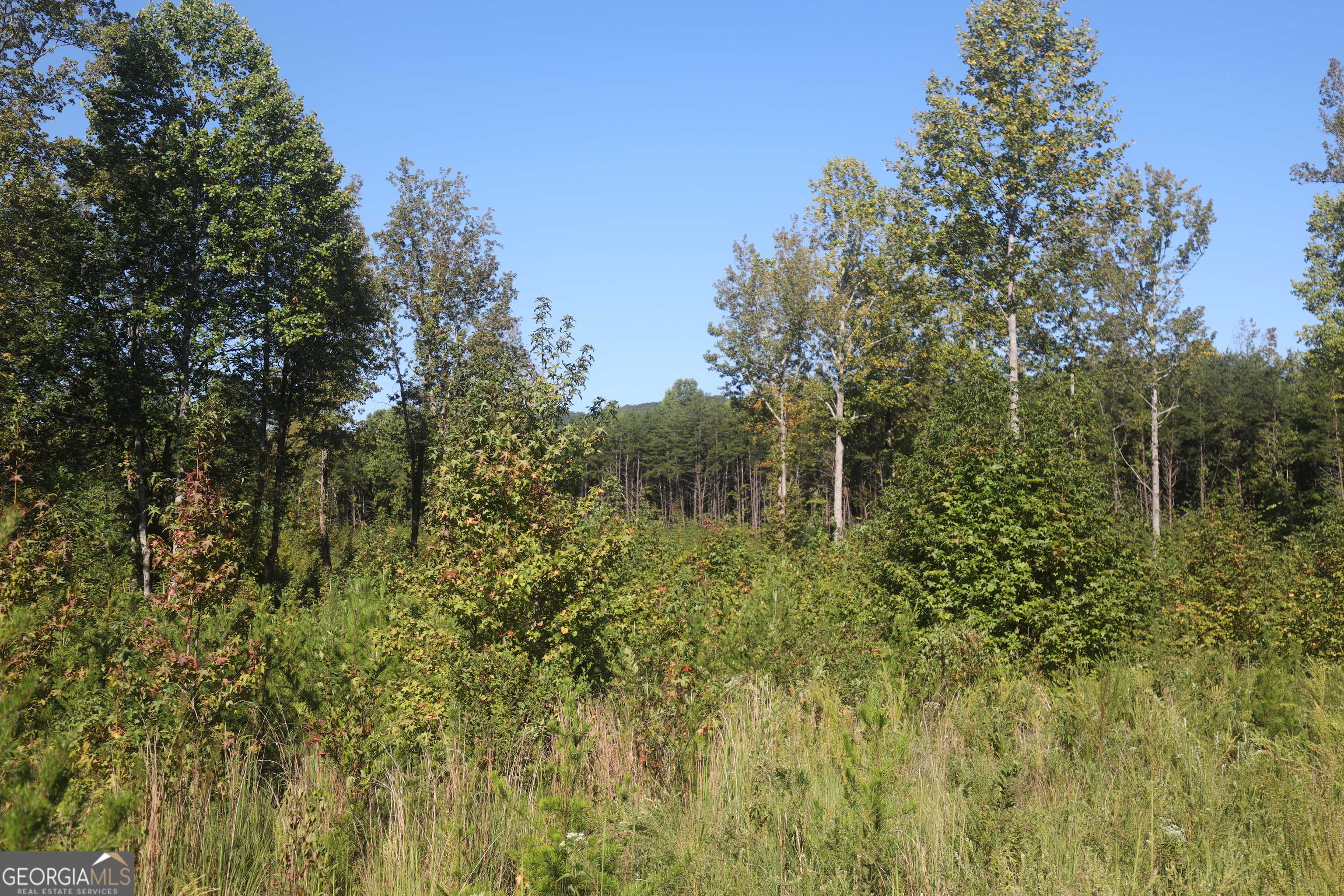 Cleveland, GA 30528,3.05 ACRES truelove rd #TRACT 2