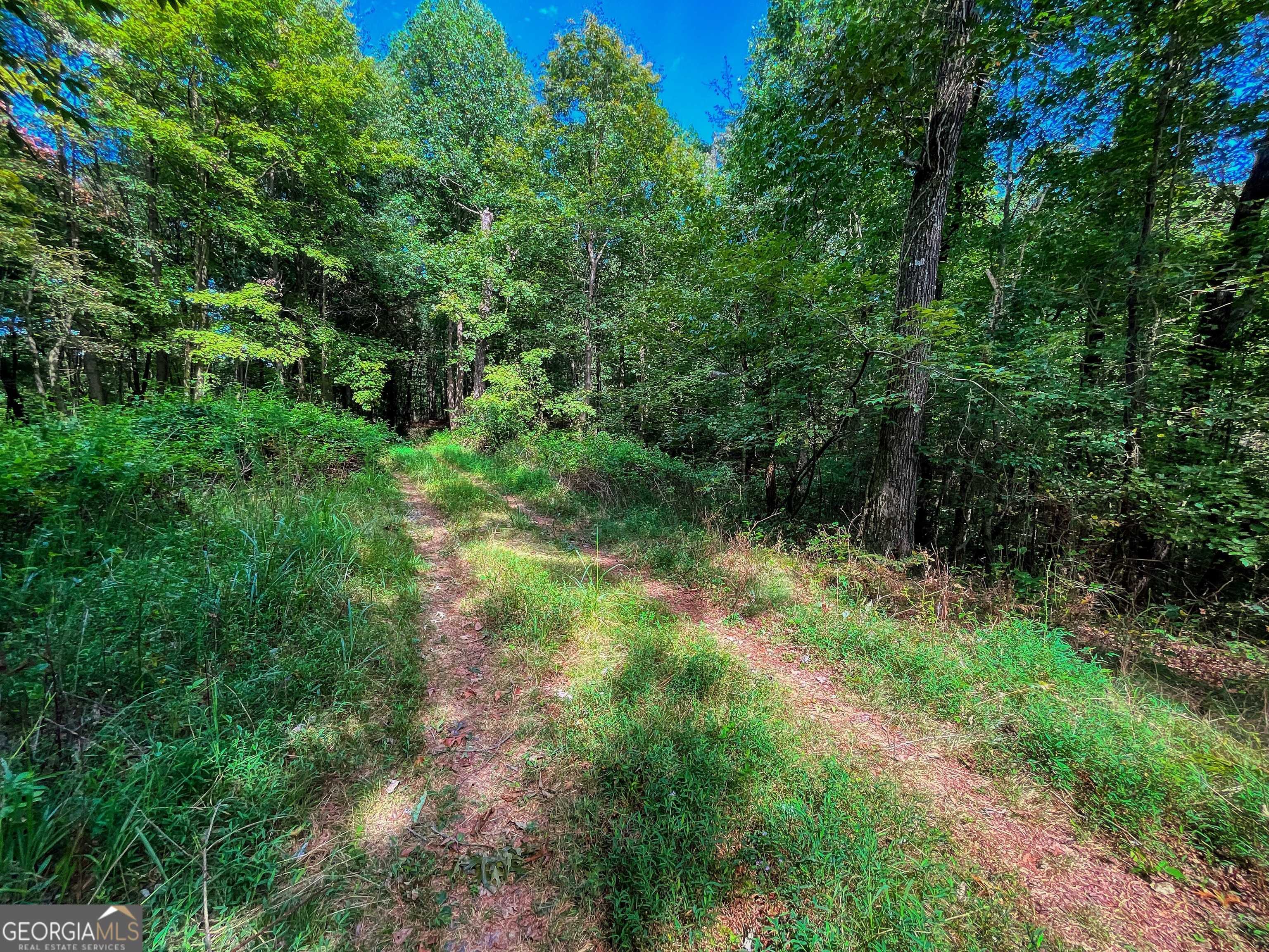 Ellijay, GA 30540,241 ACRES Legion RD