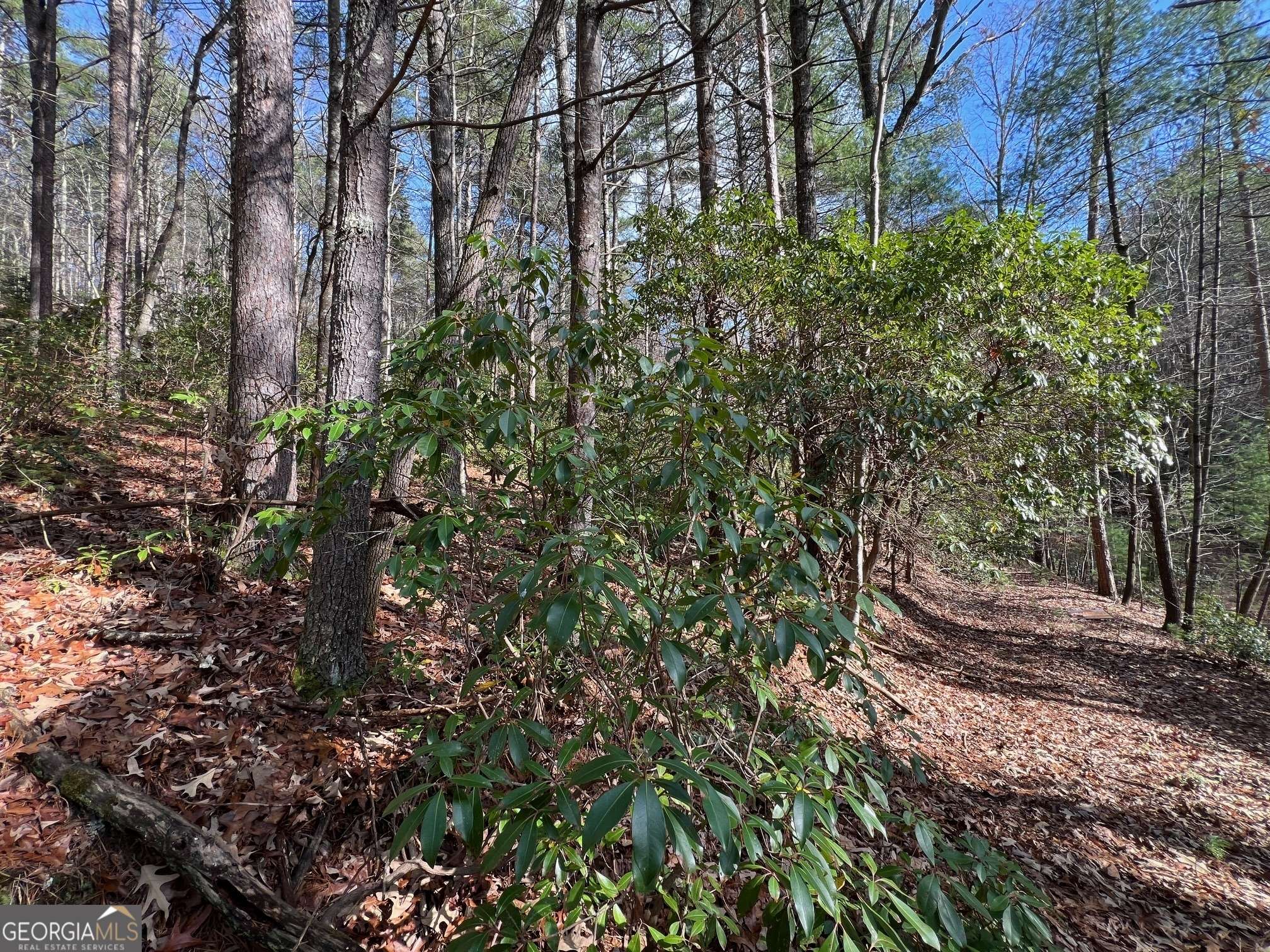 Cherry Log, GA 30522,00 Stanley Creek RD