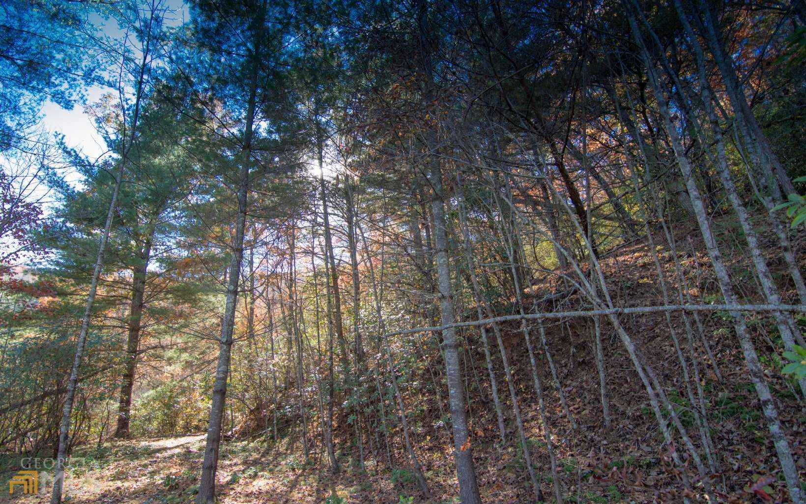 Hiawassee, GA 30546,0 White Oak FRST #5