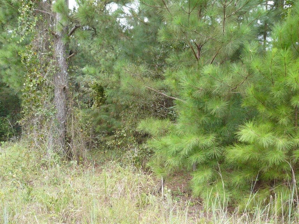 Fort Valley, GA 31030,3.12 Cool Springs RD #3.12 ACRES