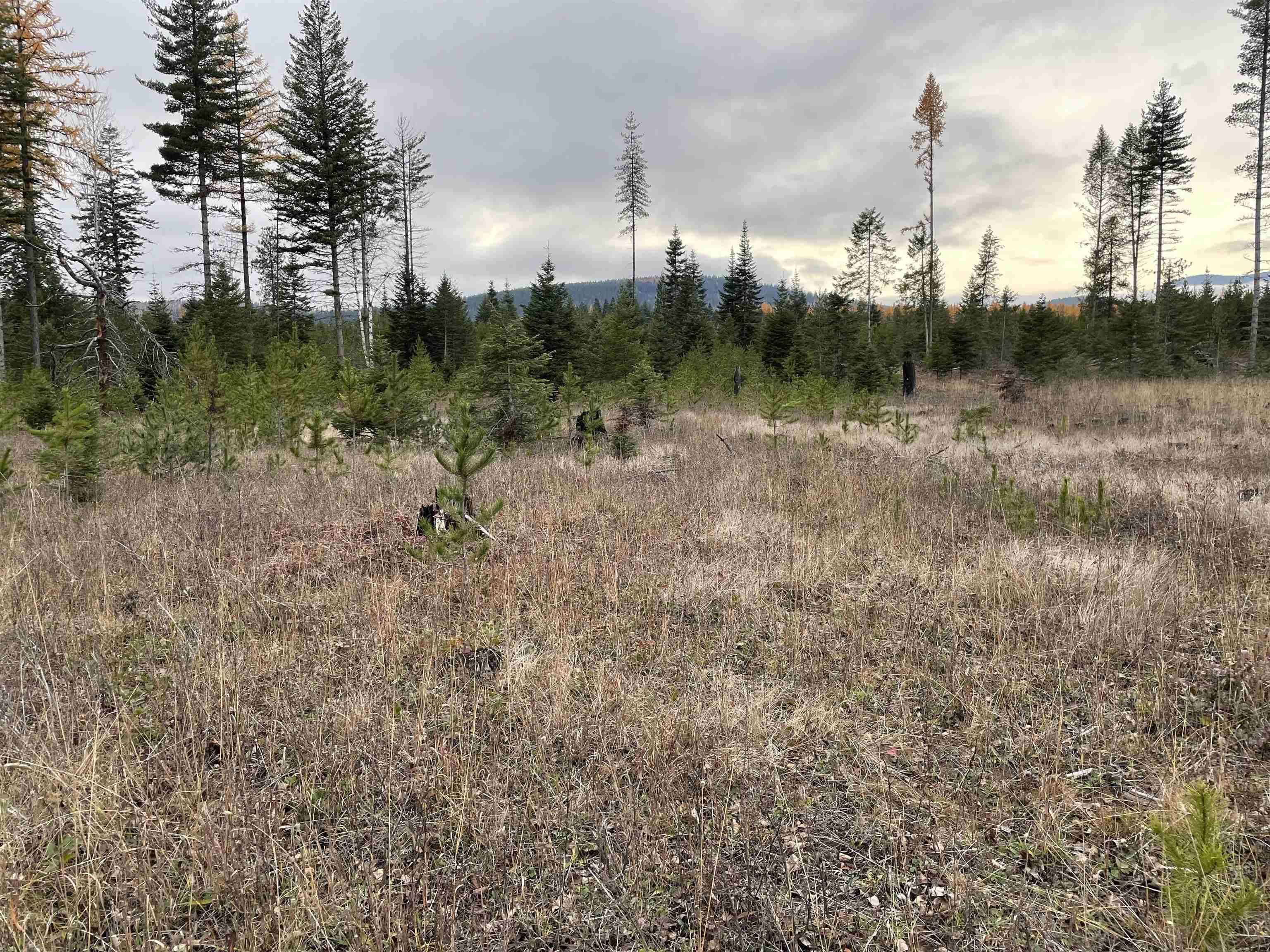 Ione, WA 99139,Lot 4, C Evergreen Rd