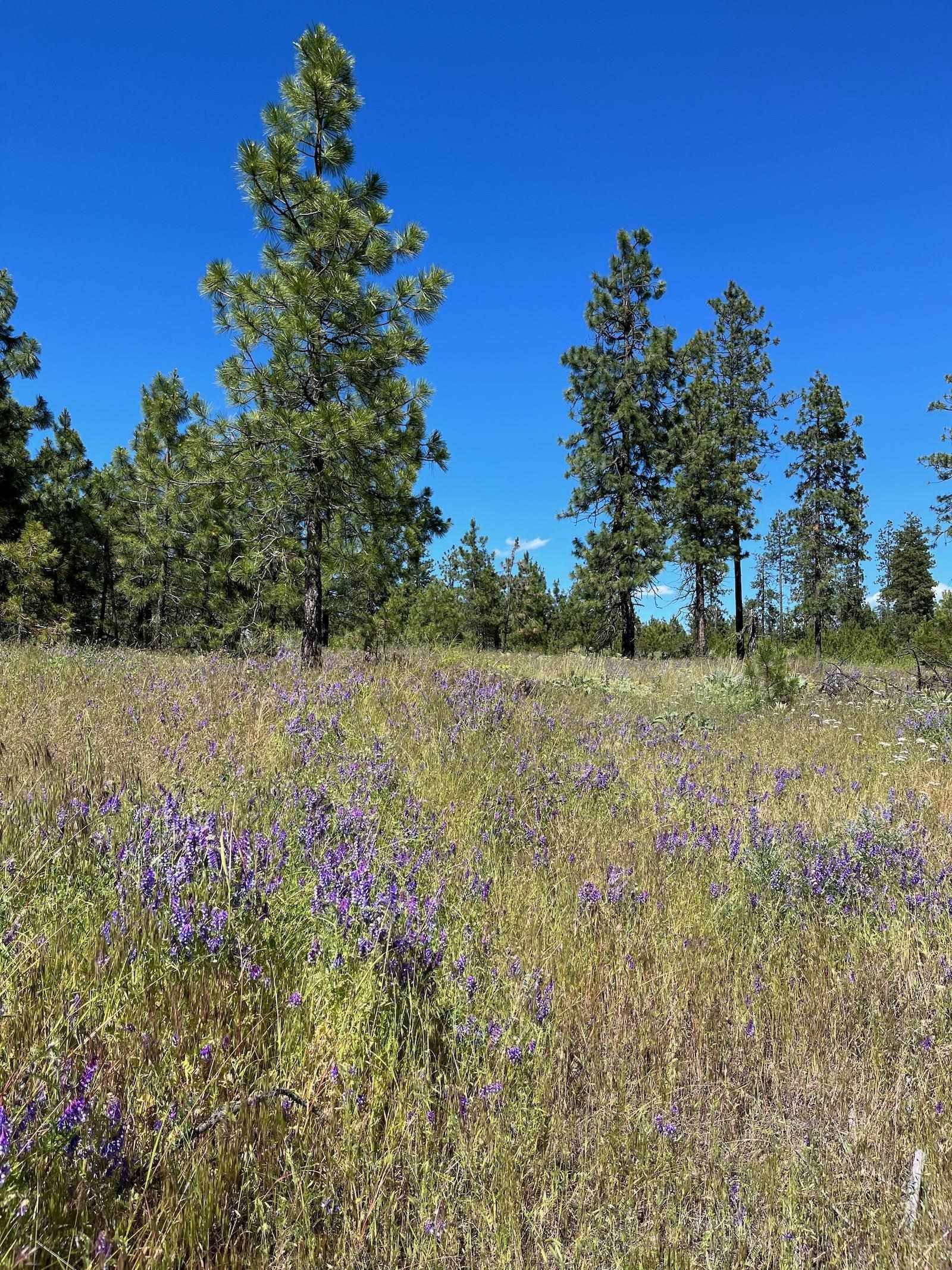 Davenport, WA 99122,Lot A Kronos Short Plat Ln