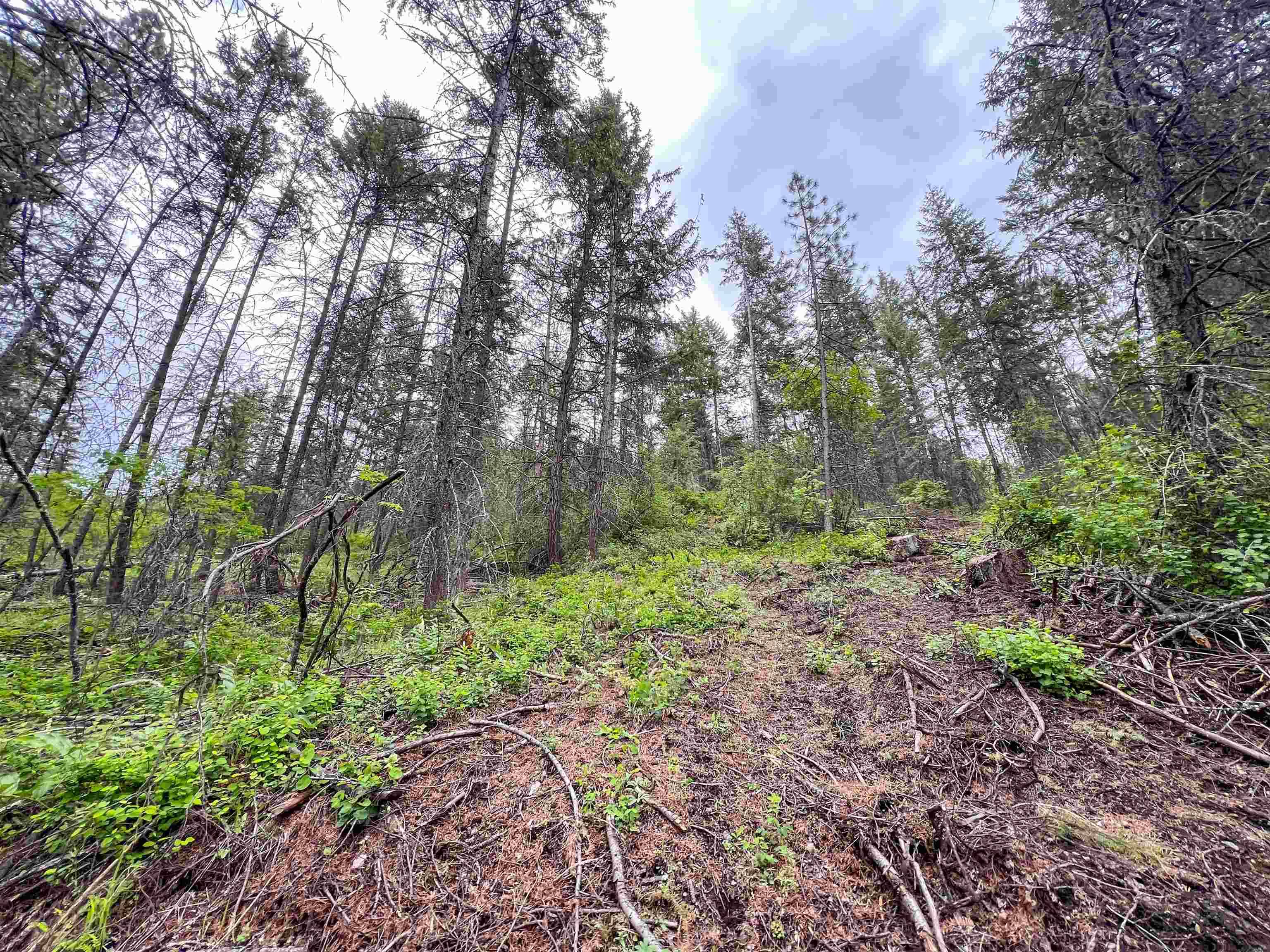 Kettle Falls, WA 99141,3115 Beardslee Rd