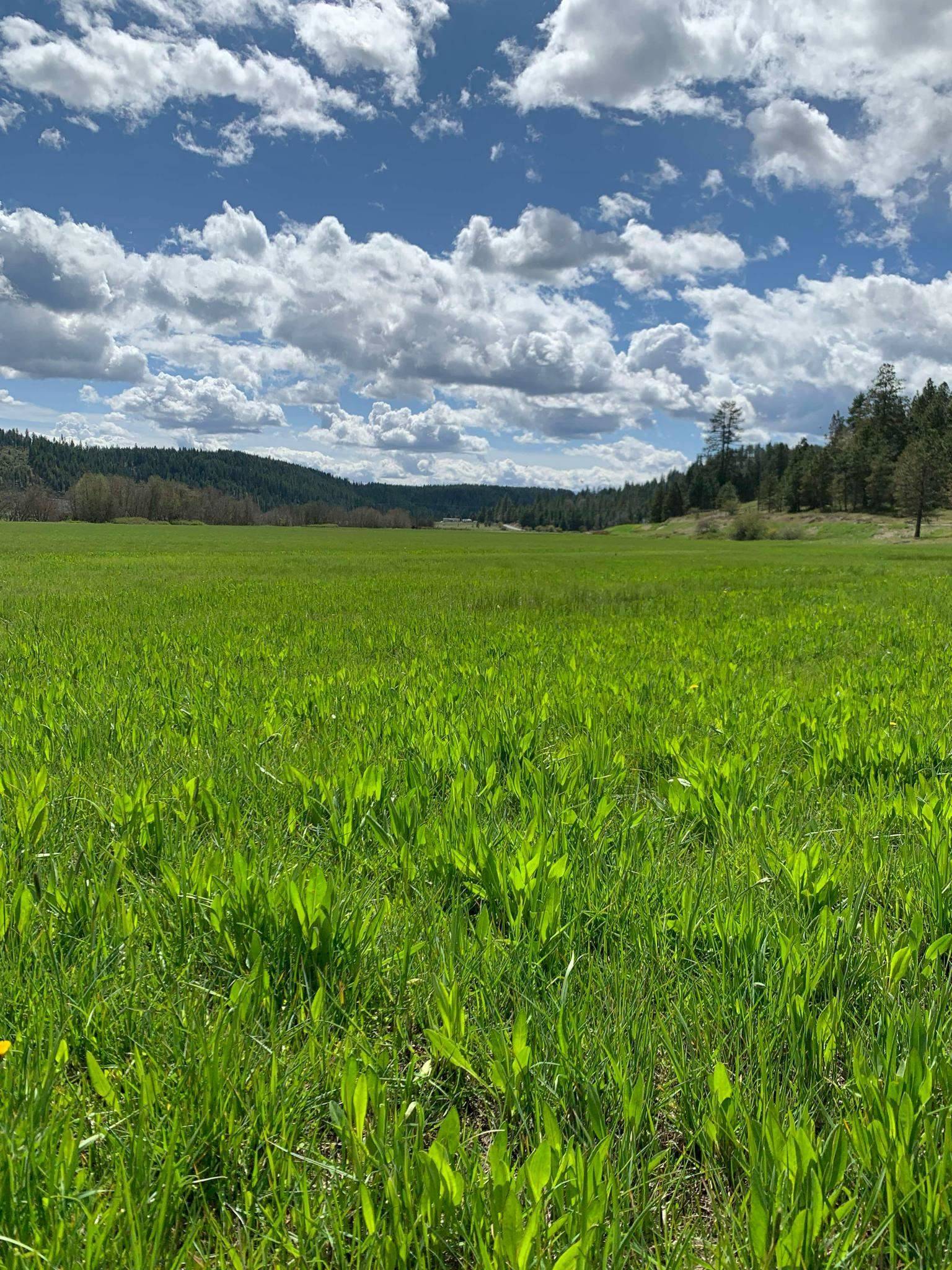 Springdale, WA 99173,4681 Springdale Hunters Rd