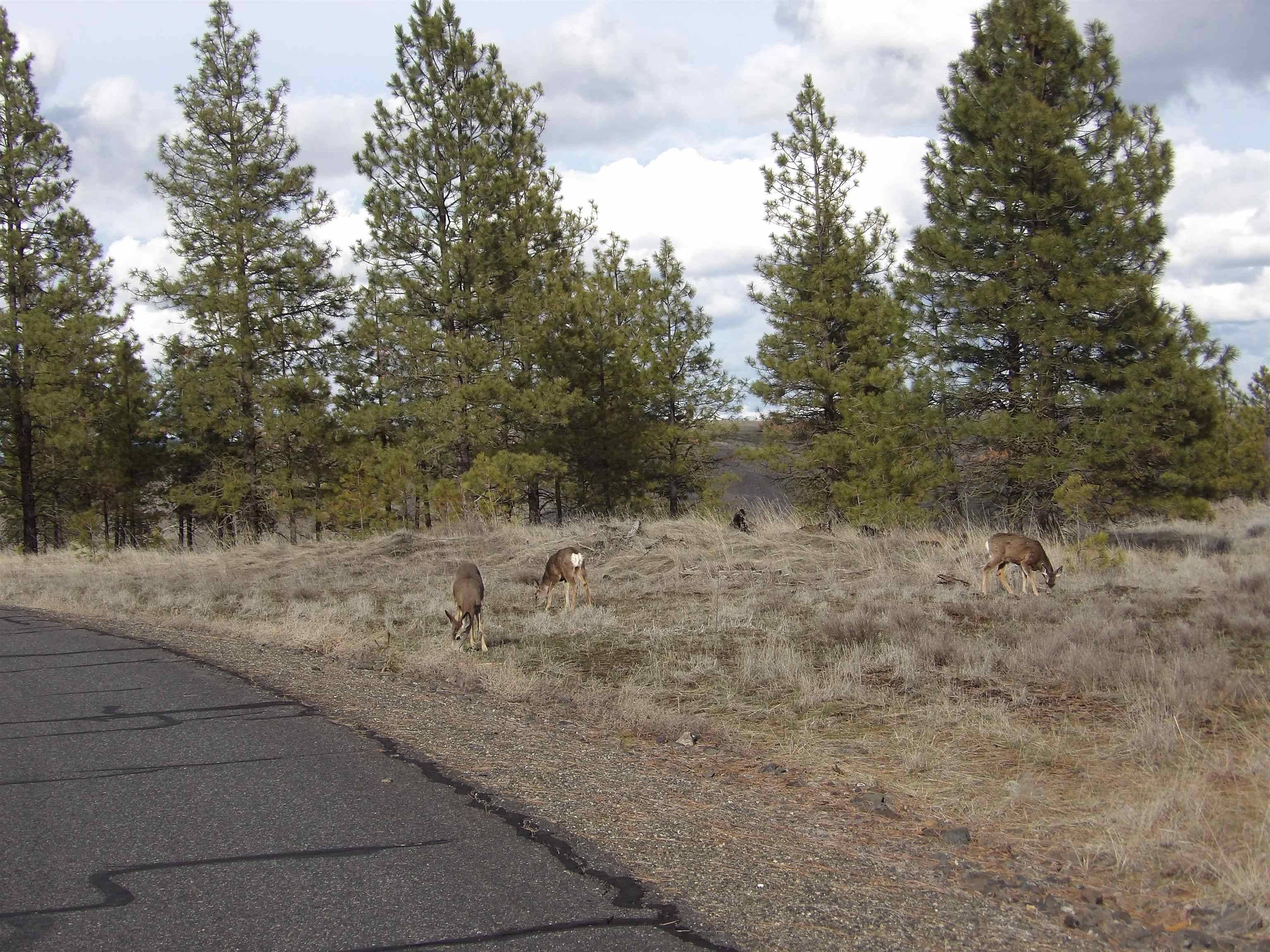 Davenport, WA 99122,31905 E Ruffed Grouse Dr