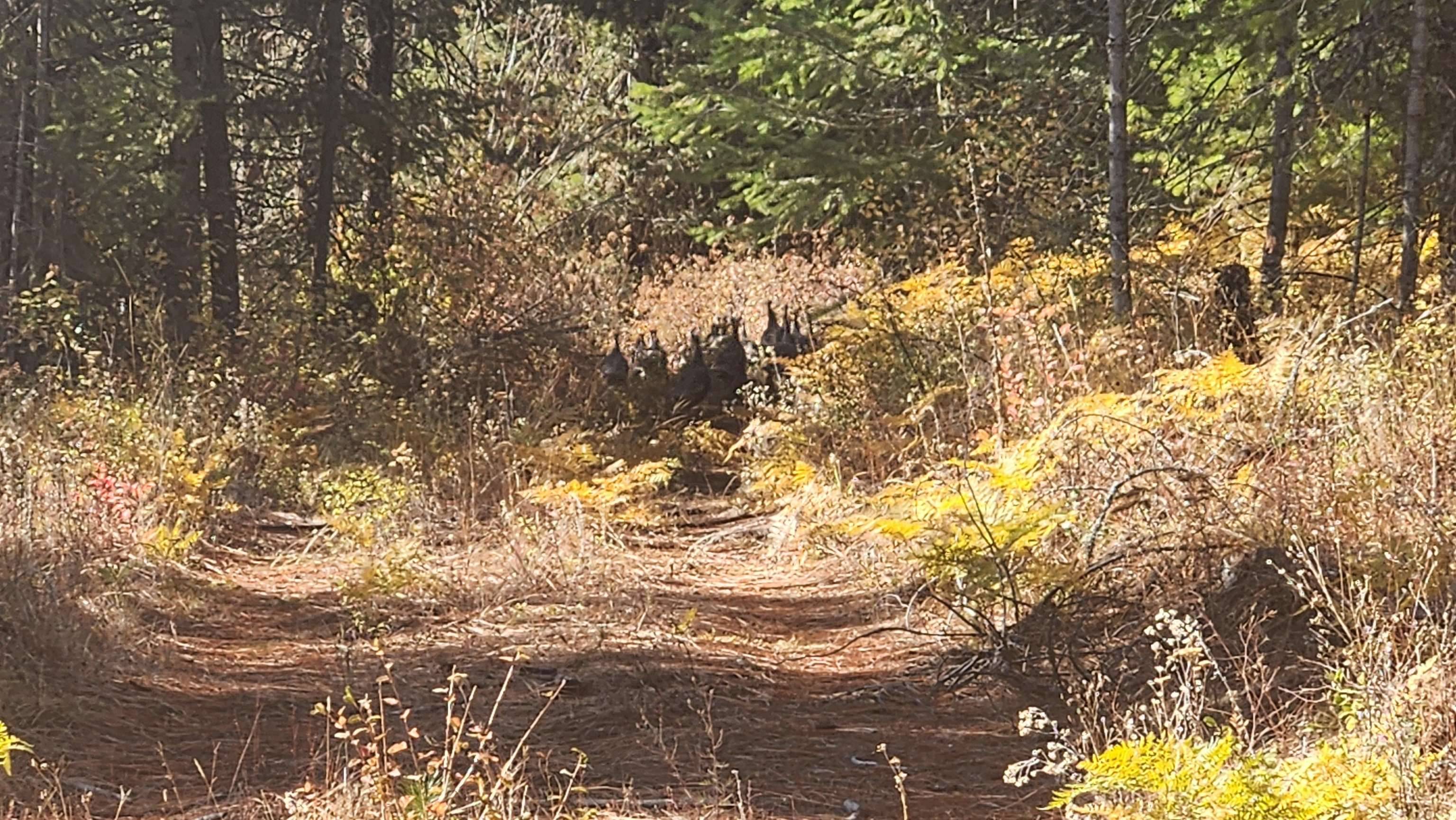 Springdale, WA 99173,43xx Lyons Hill Rd